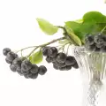 Vin de casă, din aronia