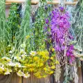 Plante care detoxifică organismul