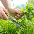 Cum se usucă plantele?