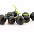 Frunze de coacăz negru - darul naturii care vindecă totul