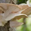 Ciuperci Pleurotus