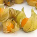 Physalis - puțin cunoscut, dar foarte benefic