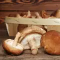Proprietățile benefice ale ciupercilor shiitake
