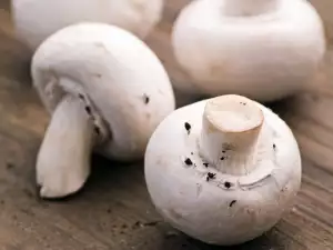 Ciuperci Champignon