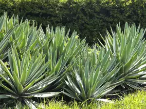 Agave