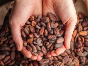 Ce să facem cu boabele de cacao crude?