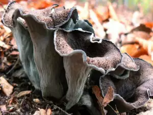 Ciuperca Trompeta neagră (Trâmbița piticului)