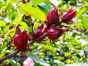 Hibiscus