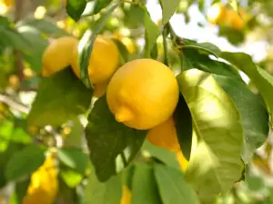 Pom cu lămâi