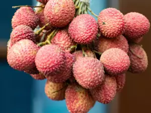 Litchi