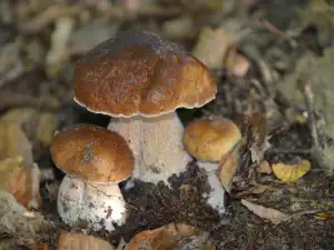 Putem cultiva mânătărci în condiții casnice?