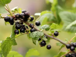 Coacăz negru