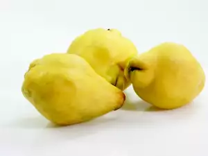 Gutui
