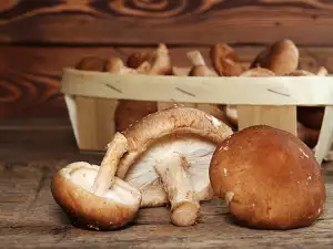 Proprietățile benefice ale ciupercilor shiitake