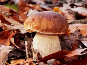 Unde cresc mânătărcile?