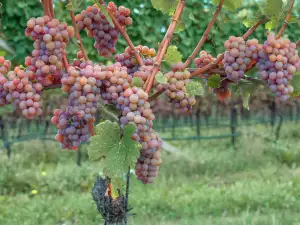 Soi de Traminer
