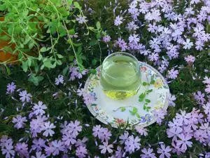 Infuzie de măghiran pentru o mai bună digestie