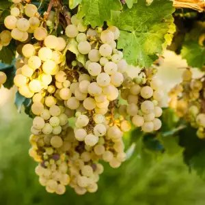 Sortiment Viognier