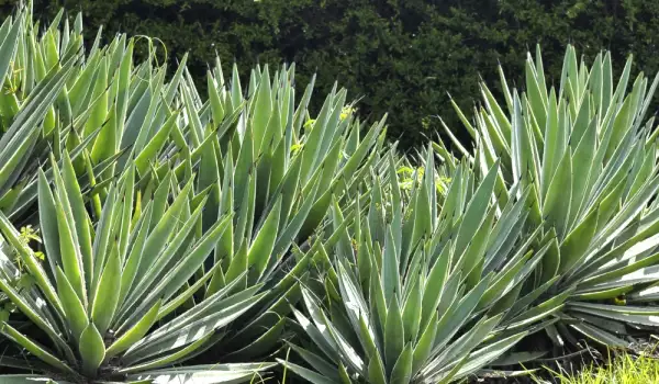 Agave