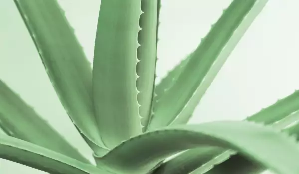 Gel Aloe Vera