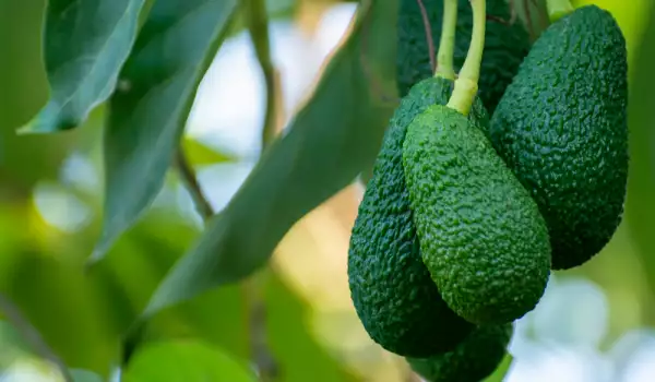 Beneficiile și utilizările frunzelor de avocado