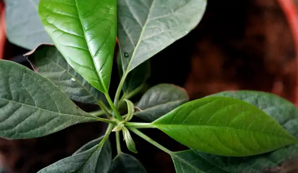 Beneficiile frunzelor de avocado