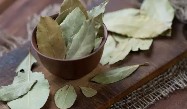 Cum se prepară ceaiul și decoctul de de foi de dafin?