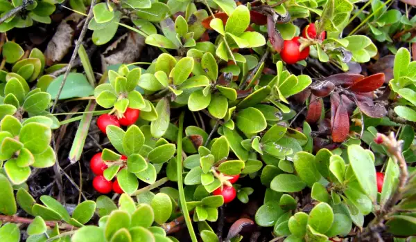 Fructe de strugurele ursului