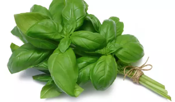 Busuioc proaspăt