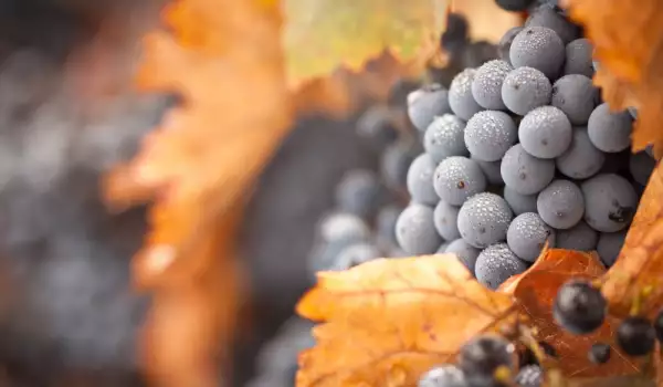 Cabernet Sauvignon