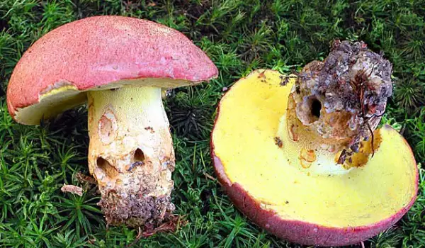 Ciuperci comestibile și otrăvitoare și caracteristicile lor