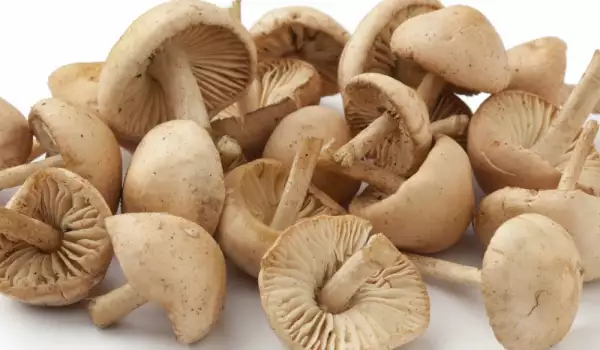 Cum se curăță ciupercile proaspete?