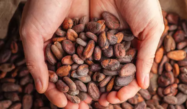 Beneficiile boabelor de cacao