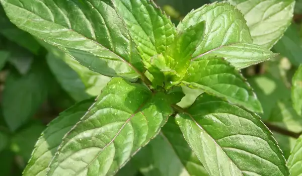Menta proaspătă