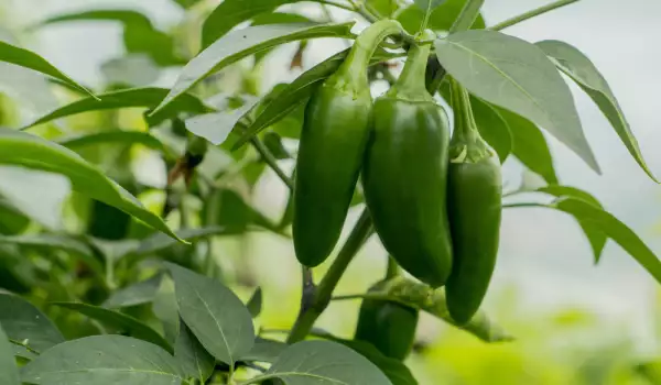 Ardei iuți Jalapenoьо