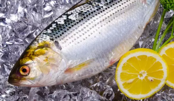 Cât timp putem păstra peștele în frigider sau congelator?