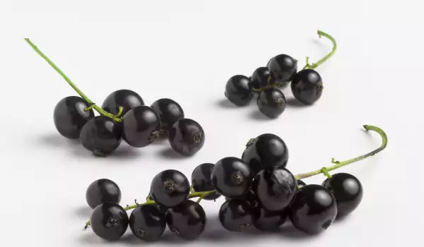 Coacăz negru
