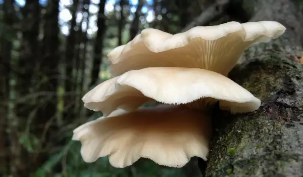 Pleurotus