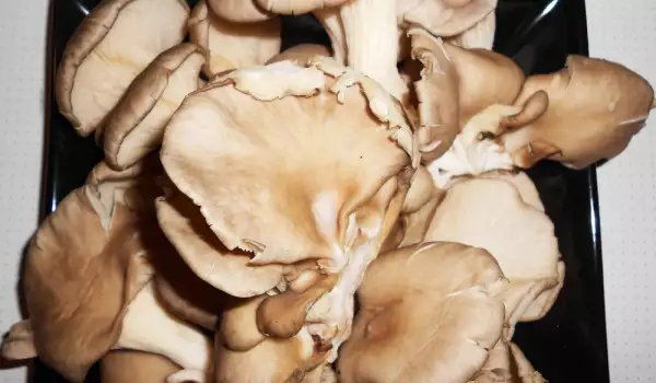 Ciuperci Pleurotus în farfurie