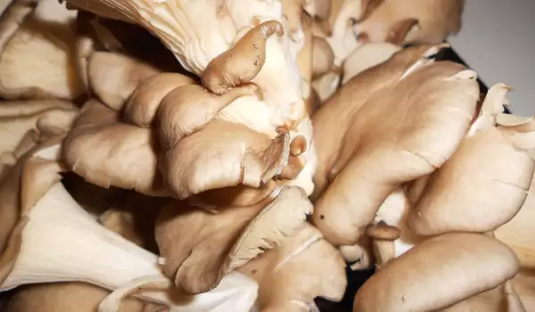 Ciuperca Pleurotus