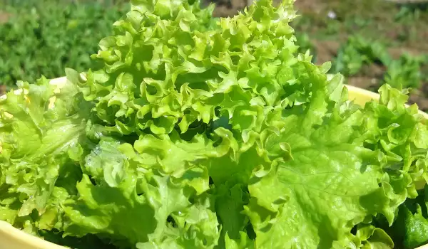 Salată verde cu bulgur, năut și mangold (sfeclă elvețiană)