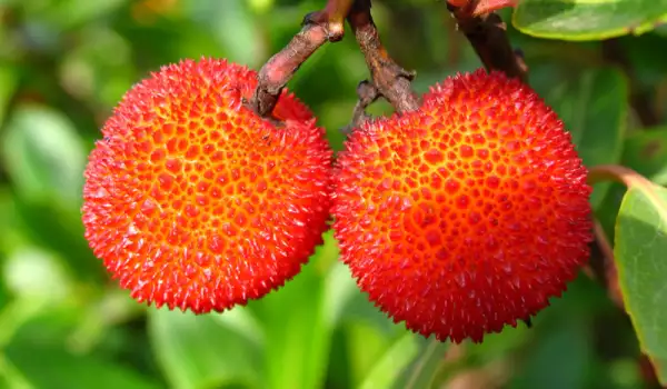 Litchi în copac