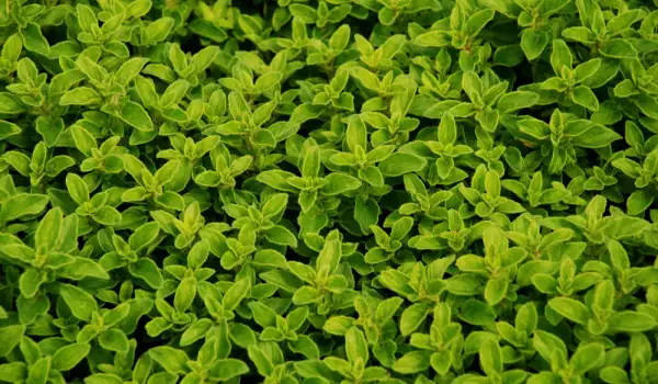 Măghiranul