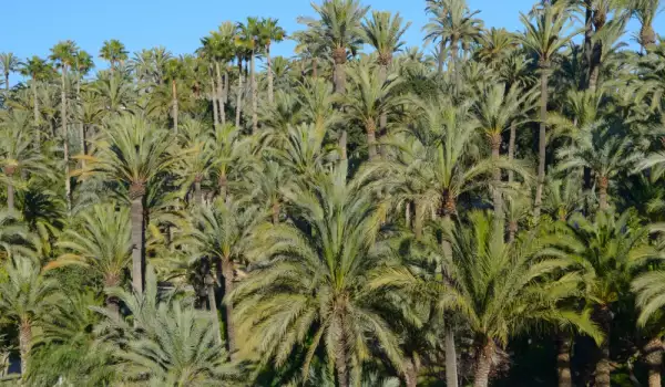 Palmieri de cocos