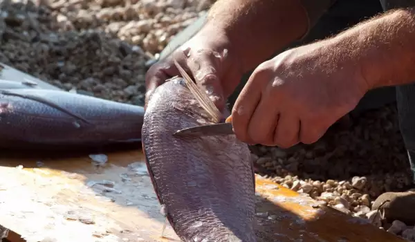 Cum se curăță solzii peștelui