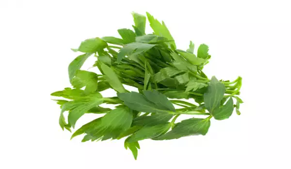 Leușteanul condiment