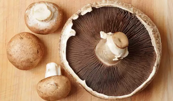 Ciuperci Portobello