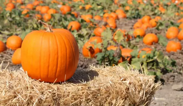 Dovleacul constipa sau ajută la digestie?