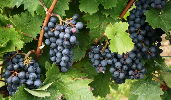 Merlot