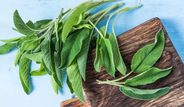 Ceaiul de grădină sau salvia